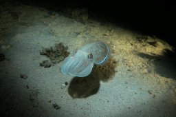 20010620_Mangrove_Bay_Nacht_0014